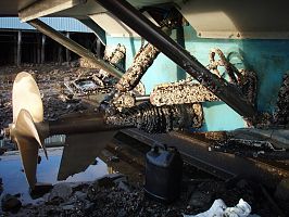 Arnesen Drive and barnacles