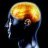 the brain